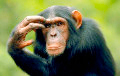 Видеофакт: Шимпанзе и дети сыграли в «камень-ножницы-бумага»