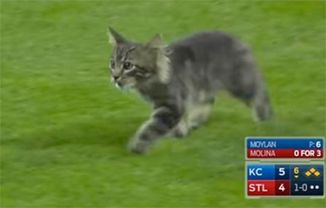 Кот стал звездой бейсбольного матча в США