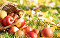 Яблочный Спас: традиции и история праздника