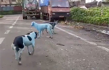 Видеофакт: В Индии появились голубые собаки