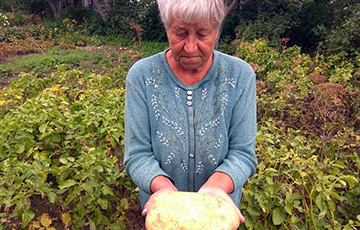 В Гродно пенсионеры вырастили картофелину-гиганта