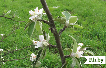 Фотофакт: В Вилейском районе зацвела яблоня