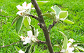 Фотафакт: У Вілейскім раёне заквітнела яблыня