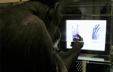 Видеофакт: Шимпанзе и дети сыграли в «камень-ножницы-бумага»