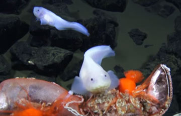 Японские ученые обнаружили в Марианской впадине невероятную рыбу
