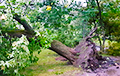 Непогода в Минске: опять потоп, повалены деревья и сорваны крыши