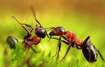 Ученые выяснили, откуда среди муравьев так много лентяев