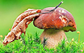 Фотофакт: Рынки Бобруйска превратились в «грибное царство»