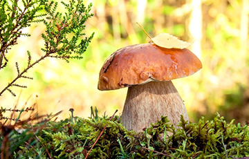 В Беларуси пошли белые грибы