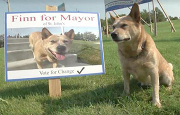 Пес вступил в предвыборную гонку на должность мэра города в Канаде