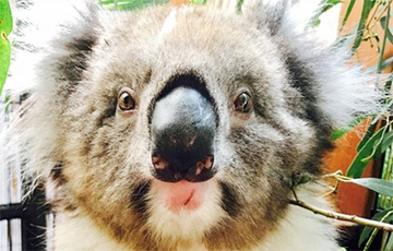 «Крутой» самец коалы стал звездой Instagram