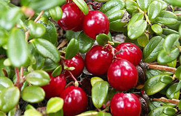 Ученые рассказали про ягоду, которая улучшает эпизодическую память