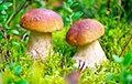 Ученые рассказали, как грибы влияют на климат
