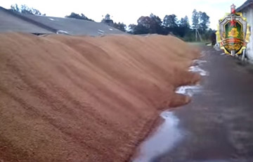 В Мядельском районе более 1000 тонн зерна хранили под дождем