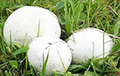 Житель Городка нашел гриб весом почти 4 килограмма