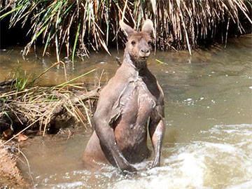 Падобны да Пуціна: у Аўстраліі заўважылі кенгуру-пазёра з голым торсам