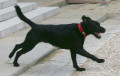 Видеофакт: Собака Макрона остановила совещание в Елисейском дворце