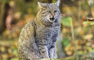 В Беларуси обнаружили исчезнувшего 90 лет назад лесного кота