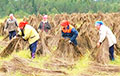 Minister Zayats: Lukashenka Ordered To Punish For Poor Flax Harvesting