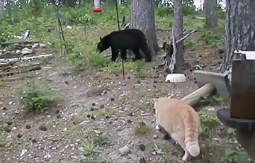 Видеохит: Кот загнал медведя на дерево