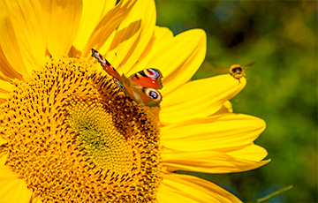 Число летающих насекомых в Европе сократилось на 80%