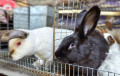 Как белорусская семья развивает бизнес по выращиванию кроликов