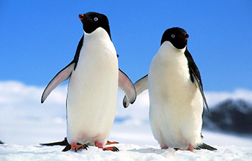 В Антарктиде нашли колонию пингвинов возрастом 3000 лет