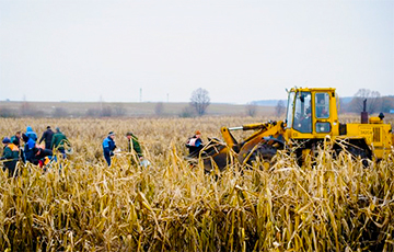 У Буда-Кашалёўскім раёне чыноўнікаў і бюджэтнікаў адправілі ўручную ратаваць ураджай кукурузы