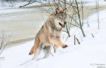Что «не так» с волками в Беларуси?