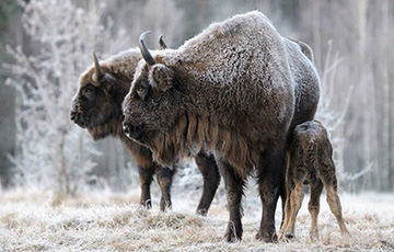 Three Hunters Kill Bison Near Brest