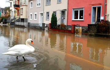 Фотофакт: В Германии по затопленным улицам плавают лебеди