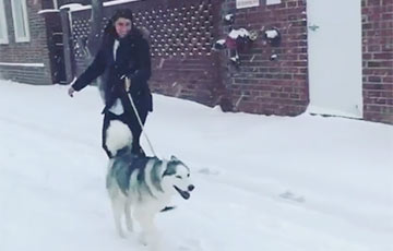 Видеохит: Хозяйка с помощью своего пса прокатилась по улице на сноуборде