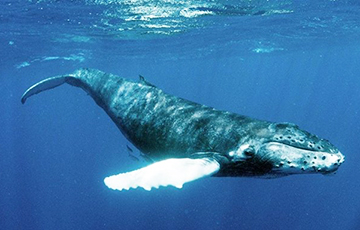 Аквалангист смог выжить после того, как его проглотил горбатый кит