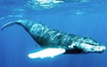 Ученые: Самые большие киты в мире живут в «секретном месте»