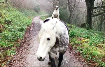 Видеохит: Кот вырос в конюшне и выезжает на прогулки, сидя на лошади