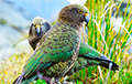 В Новой Зеландии открыли тренажерный зал для попугаев
