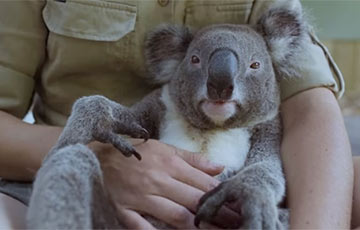 «Самая спокойная» коала в мире стала звездой Сети