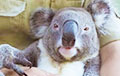 «Самая спокойная» коала в мире стала звездой Сети