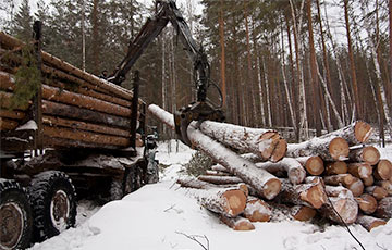 Белорусок отправят работать на лесоповал