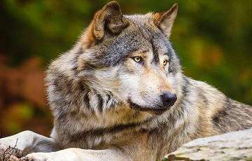 Ученые открыли 16-тысячелетних волков и узнали, как их «превратили» в собак