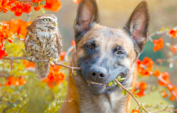 Фотофакт: Дружба собаки и совы поразила Сеть