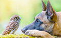 Фотофакт: Дружба собаки и совы поразила Сеть
