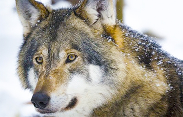 В Светлогорске рыбаки спасались от волков на деревьях
