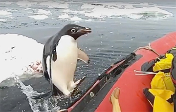 Видеохит: Пингвин запрыгнул в лодку к ученым «для инспекции»