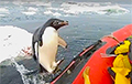 Видеохит: Пингвин запрыгнул в лодку к ученым «для инспекции»