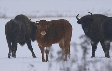 В Беловежской пуще корова уже третий месяц живет в стаде зубров
