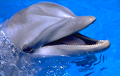 Видеофакт: Дельфин помог мужчине предложить девушке руку и сердце