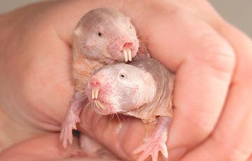 Ученые назвали животное, которое потенциально может жить вечно