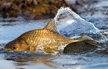 У Койданаўскім вадасховішчы — масавы мор рыбы