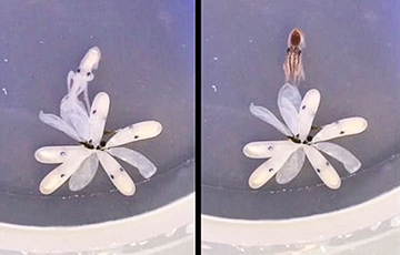 Редкие кадры: осьминог рождается из «цветка»